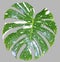Monstera variegated leaf isolated on gray background.
