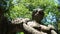 Monstrous sculpture Hercules who cuts Caco at the Park of the Monsters of Bomarzo