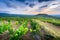 Mont Brouilly hill and vineyards of Beaujolais, France