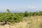 Mont Ventoux mountain and Dentelles de Montmirail chain of mountains with green wine fields of Provence, France