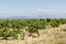 Mont Ventoux mountain and Dentelles de Montmirail chain of mountains with green wine fields of Provence, France