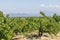 Mont Ventoux mountain and Dentelles de Montmirail chain of mountains with green wine fields of Provence, France