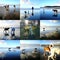 Montage of Playful Dogs