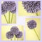 Montage of purple Alium flowers