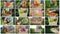 Montage of video frames with the hands of farmers who keep vegetables from their fields. Organic products from the