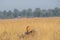 Montagu harrier or Circus pygargus sitting on a beautiful perch in meadows of grass field at tal chhapar