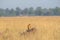 Montagu harrier or Circus pygargus sitting on a beautiful perch in meadows of grass field at tal chhapar