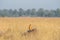 Montagu harrier or Circus pygargus sitting on a beautiful perch in meadows of grass field at tal chhapar