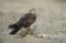 Montagu\'s harrier, Circus pygargus,