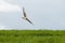 Montagu`s harrier Circus pygargus, female flying