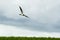 Montagu`s harrier Circus pygargus, Male flying