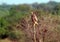 Montagu\'s harrier on the lookout for prey