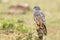 Montagu\'s Harrier Perched