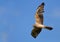 Montagu`s harrier second year male flies in blue sky