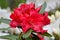 Montague Red Rhododendron 04