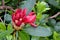 Montague Red Rhododendron Buds 03