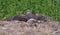 Montagus harrier female lays over hay while sun tanning in field