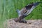 Montaguâ€™s harrier male and female copulation time