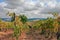 Montalcino, Siena, Tuscany, Italy: landscape of the vineyard for production of wines Chianti and Brunello