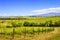 Montalcino, vineyard, cypress trees and old farm. Tuscany, Italy