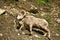 Montana Bighorn Sheep