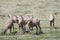 Montana Bighorn Sheep