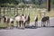 Montana Bighorn Sheep