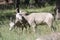 Montana Bighorn Sheep