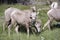 Montana Bighorn Sheep