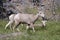 Montana Bighorn Sheep