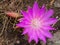 Montana Bitterroot Flower at the National Bison Range in Montana