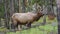 Montana elk; Lost in Montana