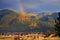 Montana Gold Rainbow