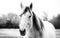 Montana Horse in Black and White