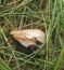 Montana moss agate crystal on bed of grass