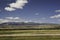 Montana Mountains and Cattle