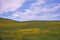 Montana Ranching Hills Covered in Yellow Wildflowers Below Big Blue Sky