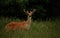 Montana Whitetail Buck in Velvet