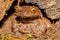 Montane Horned Frog