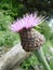 Montane knapweed