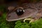 Montane Large-eyed Litter frog