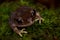 Montane Large-eyed Litter frog