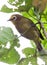 Montane white-eye bird standing on leaf
