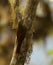 Montane Woodcreeper, Bosmuisspecht, Lepidocolaptes lacrymiger
