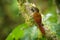Montane Woodcreeper - Lepidocolaptes lacrymiger perching bird subfamily Dendrocolaptinae of ovenbird family Furnariidae, found in