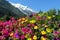 Montblanc view from Chamonix valley through flowers