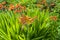 Montbretie, Crocosmia plant with orange flowers