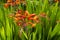 Montbretie, Crocosmia plant with orange flowers