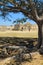 Monte Alban pyramids behind green tree