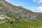 Montenegro, Durmitor national park. Horses grazing in a green meadow, Sunny summer day